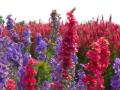 Bredon_200507/cimg0103.jpg