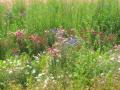 Bredon_200507/cimg0104.jpg