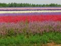 Bredon_200507/cimg0105.jpg