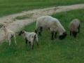 Bredon_200507/cimg0210.jpg