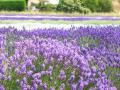 Bredon_200507/cimg0216.jpg