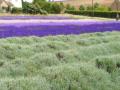 Bredon_200507/cimg0217.jpg