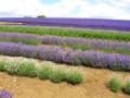 Bredon_200507/cimg0218.jpg