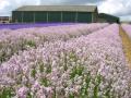 Bredon_200507/cimg0220.jpg