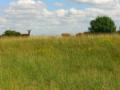 Bredon_200507/cimg0230.jpg